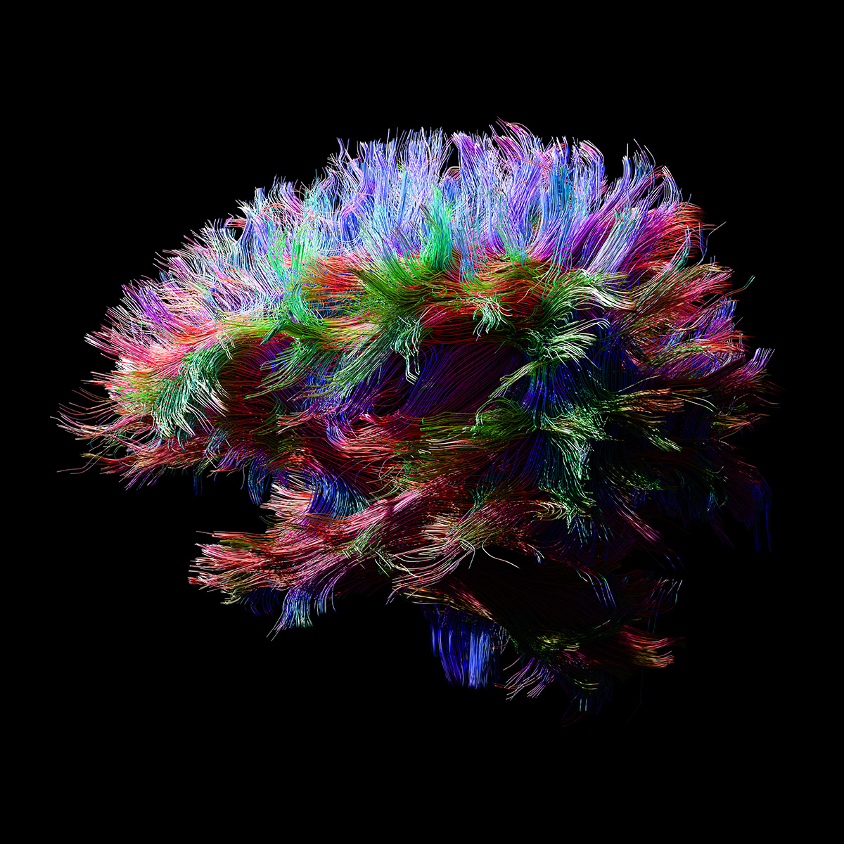 The Synapse visualization