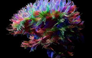 The Brain Synapse Main Image